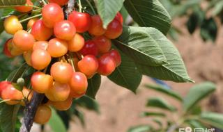 十三陵水库鱼哪家好吃 十三陵康陵园采摘园