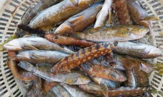 今天是三九的第几天