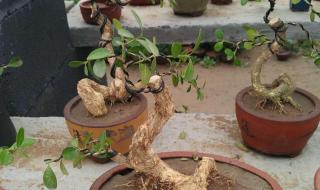 我们的开始电影主演 我们的开始