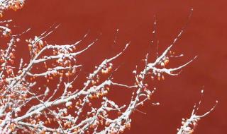 六年级上册语文第11课故宫博物院主要内容 故宫博物院课堂笔记