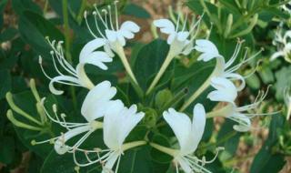 金银花露喝了有什么作用 金银花露代表作推荐